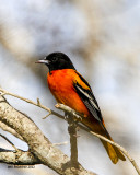 _MG_1965 Baltimore Oriole.jpg