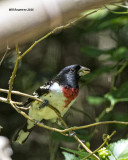 5F1A8638 Rose-breasted Grosbeak.jpg