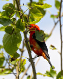 5F1A8729 SCarlet Tanager.jpg
