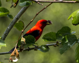5F1A8744 Scarlet Tanager.jpg