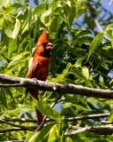 5F1A9374 Northern Cardinal.jpg