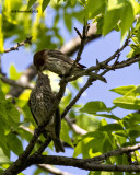 5F1A9392 House Finches.jpg