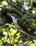 5F1A0837 Yellow-billed Cuckoo.jpg