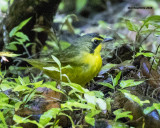 5F1A1382 Kentucky Warbler.jpg