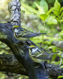 5F1A1615  two Chestnut-sided Warblers.jpg