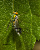 5F1A2098 Green Lon-legged Fly.jpg