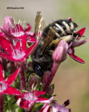 5F1A4232 Xylocopa tabaniformis parkinsoniae.jpg