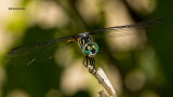 5F1A5121 Blue Dasher.jpg