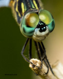 5F1A5123 Blue Dasher.jpg