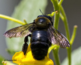 5F1A5209 Eastern Carpenter Bee.jpg