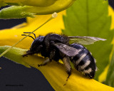 5F1A5459  Xylocopa tabaniformis parkinsoniae.jpg