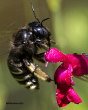 5F1A5865 Carpenter Bee.jpg