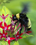 5F1A5890 American Bumblebee.jpg