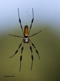 5F1A7772 Golden Orb-weaver Spider.jpg