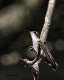 5F1A8184 RT Hummer m.jpg
