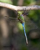 5F1A8809 Common Green Darner.jpg