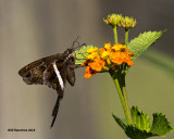 5F1A8834 White-striped Longtail.jpg