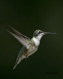 5F1A8925 RT Hummer.jpg