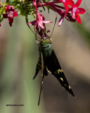 5F1A9646 Longtail Skipper.jpg