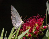 5F1A9655 f Large Orange Sulphur.jpg