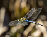 5F1A9812 Common Green Darner.jpg