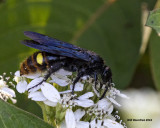 5F1A9933  Blue-winged Wasp Scolia dubia.jpg