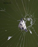 5F1A0091 Spiny Orb-weaver.jpg