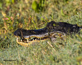 5F1A0692 American Alligator.jpg