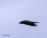 5F1A1343 American Crow.jpg