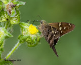 5F1A1014 Longtail Skipper.jpg