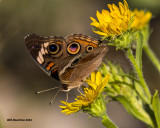 5F1A1525 Common Buckeye.jpg