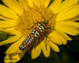 5F1A1708 Ailanthus Webworm Moth Atteva aurea.jpg