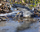 5F1A2689 Tri-color Heron.jpg