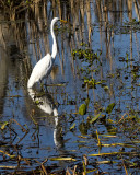 5F1A2695 Great Egret.jpg
