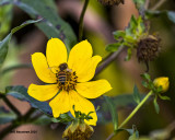 5F1A2753 Swamp Sunflower.jpg