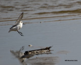 5F1A2994 Sanderling.jpg