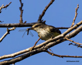 5F1A3364 Vermillion Flycatcher f juv.jpg