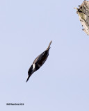 5F1A3398 Belted Kingfisher.jpg