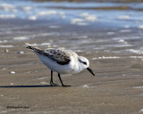 5F1A3630 Sanderling.jpg