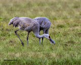 5F1A3953 Sandhill Cranes.jpg