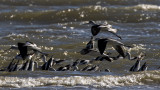 5F1A3800 Avocets fishing.jpg