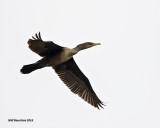 5F1A4267 Neotropic Cormorant.jpg