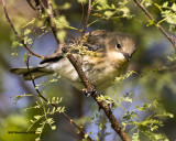 5F1A4646 Myrtle Warbler.jpg