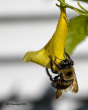 5F1A4922 Eastern Carpenter Bee.jpg