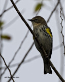 5F1A4952 Myrtle Warbler.jpg