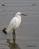 5F1A5008 Snowy Egret.jpg