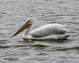 5F1A5107 American White Pelican.jpg