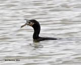 5F1A5137 Neotropic Cormorant.jpg