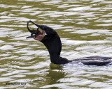 5F1A5160 Neotropic Cormorant.jpg