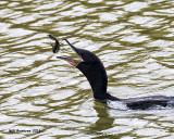 5F1A5192 Neotropic Cormorant.jpg